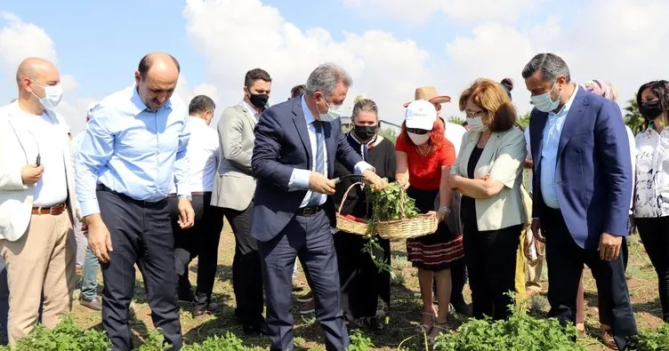 Lokman Hekim Tıbbi ve Aromatik Bitki Projesi’nde hasat yapıldı