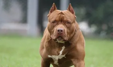 Son dakika: İçişleri Bakanlığı rakamı açıkladı: Pitbull Terrier, Japanese Tosa besleyenlere para cezası!
