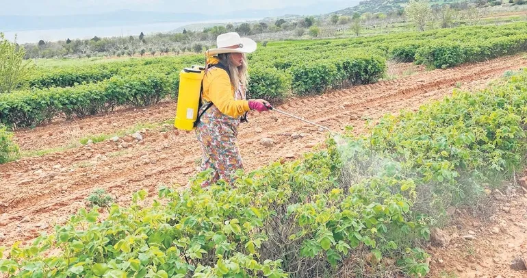Kuruyan göl susuz tarımla geri döndü