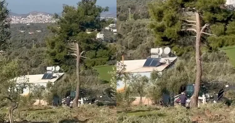 SABAH ortaya çıkarmıştı! Zeytin ağacı katliamında şok görüntüler: İş makinesiyle...