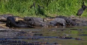 Yüzlerce timsah karaya çıktı