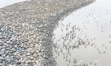 18 bin flamingo dünyaya geldi