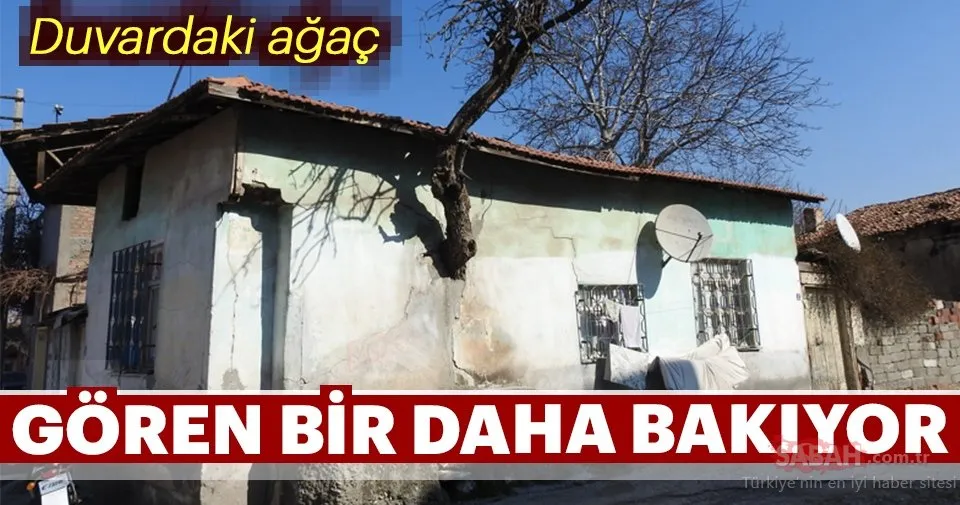 Çorum’da, gövdesi evin duvarından çıkan armut ağacı görenleri şaşırtıyor. Çorum’da, gövdesi evin duvarından çıkan armut ağacı görenleri şaşırtıyor.