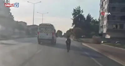 Başıboş at trafiğin seyrini düşürdü!