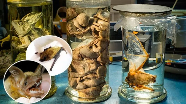 Dünyayı şoke eden corona virüs açıklaması: Çok sayıda delil var...