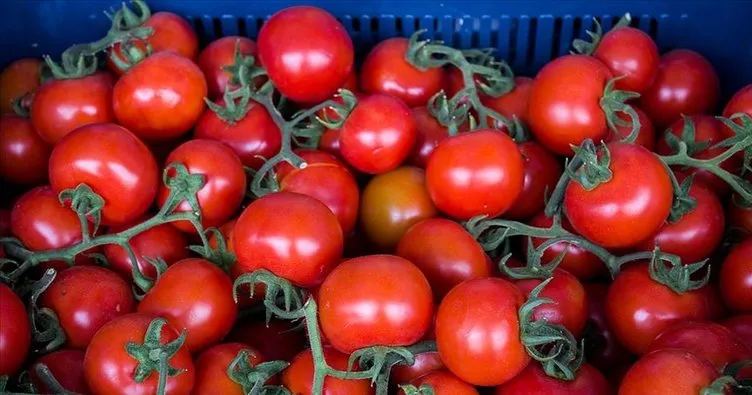 Rusya’ya domates ihracatındaki artış yüz güldürüyor