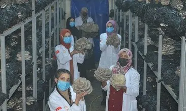 El ele veren kadınlar yılda 12 ton mantar üretti