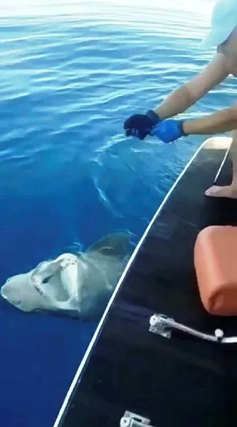 Son dakika haberi: Antalya’da köpek balığı dehşeti! Oltaya takılan köpek balığı herkesi şoke etti!