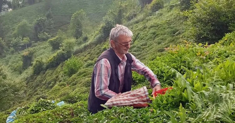 Çay hasadında birinci sürgün tamamlandı