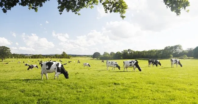 inekler kac yil yasar ineklerin ortalama omru ve yasam suresi ve dunyada bilinen en yasli inek egitim haberleri