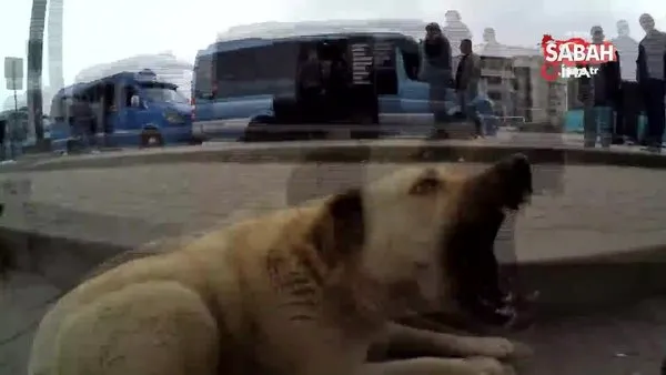 Sokak köpeklerini sinirlendirip kendini ısırttırıyor | Video