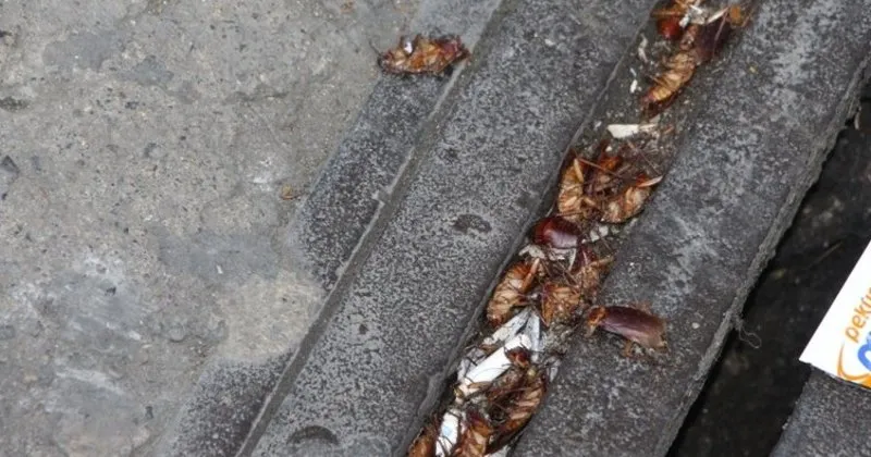 kakalak bocegi nedir nasil yok edilir