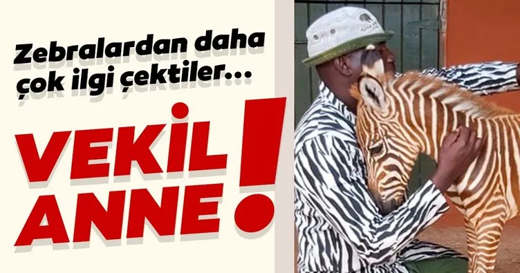 Öksüz kalan zebraya vekil anne oldular