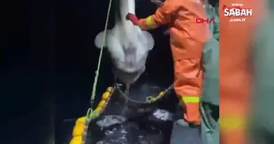 Balıkçıların ağına dev ’ay balığı’ takıldı | Video