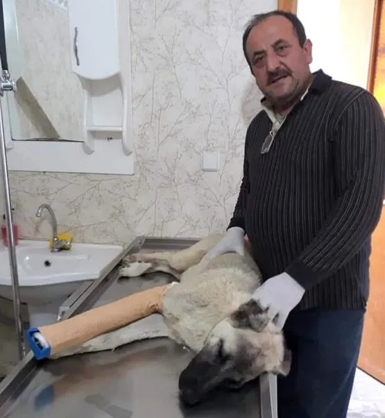 Kopegimin Ayagi Kirildi Ne Yapmaliyim Kopegimin Ayagi Kirildi Ne Yapmaliyim