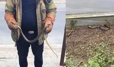 İstanbul’da yılan paniği! Uzmanlar dikkat zehirli diyerek uyardı, riski 7 ilçeyi açıkladı: Boyu yarım metreyi aşıyor! #istanbul