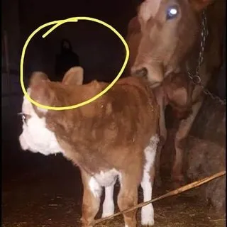 Fotoğrafa yansıyan siluet, tartışma konusu oldu