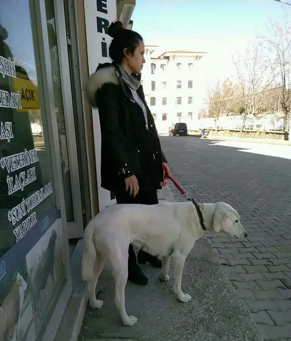 Başından vurularak katledilmişti: Tedavisini üstlendiği köpek mezarından ayrılmıyor!