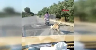 Mersin’de köpeğe işkence! Elektrikli bisikletinin arkasına bağlayıp sürükledi...