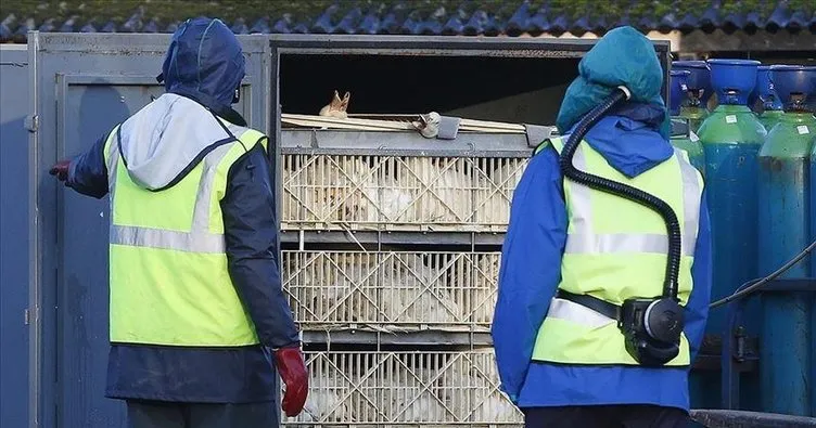 Polonya’da kuş gribi nedeniyle 100 binden fazla kümes hayvanı itlaf edildi