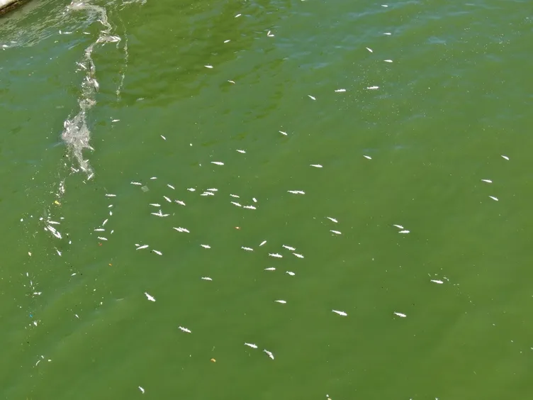 SON DAKİKA... İzmir Körfezi alarm veriyor! Kirlilik nedeniyle tehlikenin boyutu arttı: Binlerce ölü balık kıyıya vurdu!