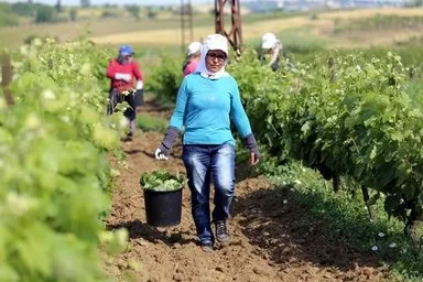 Üzüm yaprağı meyvesinden daha pahalı