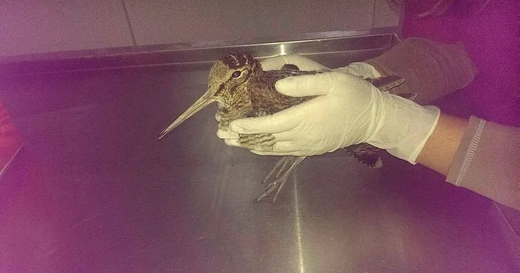 Yaralı bulunan Çulluk kuşu tedavi altına alındı