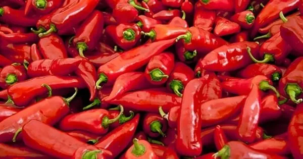 Kırmızı acı biberin acıktırdığını biliyor muydunuz?