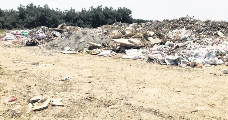 Ormanın kıyısında çevre katliamı