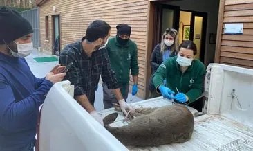 Köpeklerin yaraladığı karaca Ormanya’da tedavi altına alındı