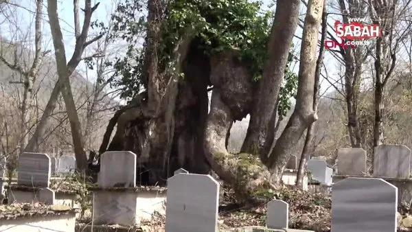 Üzerinde 'Allah' yazan çınar, 'Mistik Anıt Ağaç' olarak tescillendi | Video