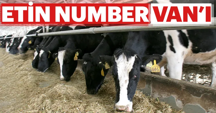 Etin number Van’ı