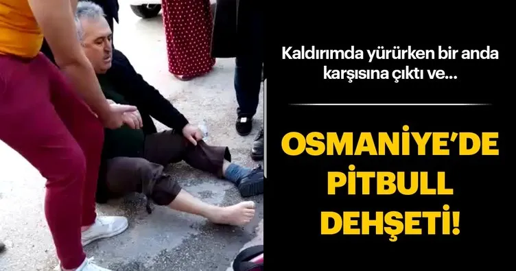 Osmaniye’de pitbull cinsi köpeğin saldırdığı yaşlı adam yaralandı