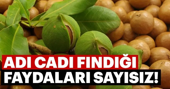 Cadı fındığı yağı nedir? Cadı fındığı yağının faydaları nelerdir?