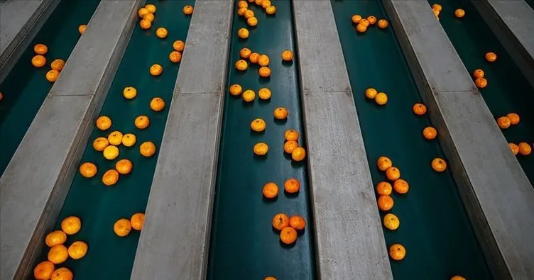 Rusya’ya en çok mandarin ihraç edildi
