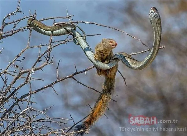 Avcı av oldu!