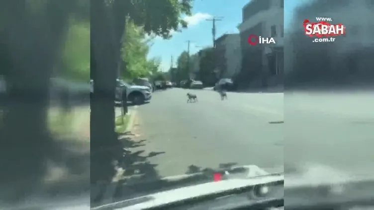 ABD’de Cane Corso ve pitbul cinsi 4 köpek bir kişiye saldırdı | Video