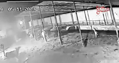 Aç kurtlar çiftliğe saldırdı 2 ineği yaraladı! O anlar kamerada | Video