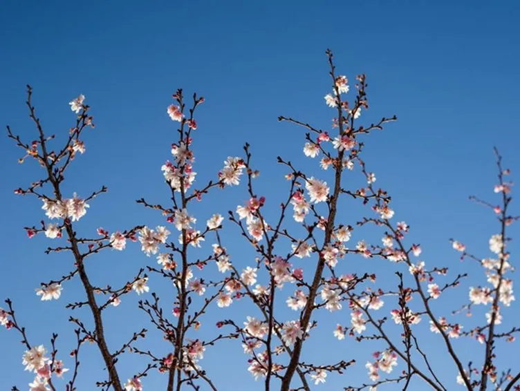21 Mart İlkbahar Ekinoksu nedir, özellikleri neler? İlkbahar Ekinoksu etkileri