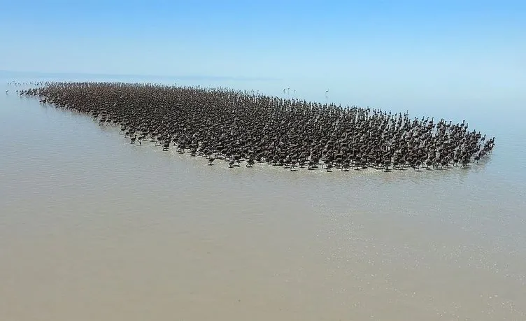 Tuz Gölü’nde binlerce flamingo yavrusu kuluçkadan çıktı