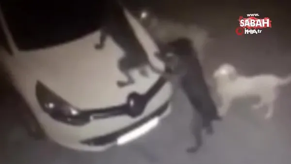 Kedinin saklandığı otomobil köpeklerin hedefi oldu! Tamponu parçaladılar | Video