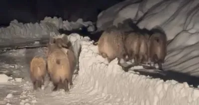 Aç kalan yabani domuz sürüsü yola indi