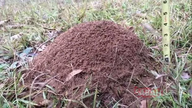 Karınca yuvasında şaşırtıcı deney!