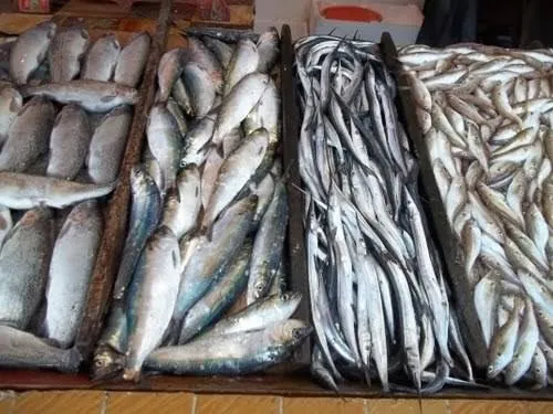 kalp sağlığı için soğuk su balığı