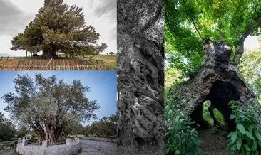 Anıt ağaçlar arasına 53 ağaç daha eklendi! En yaşlısı 4 bin 117 yaşında