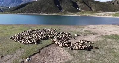 Göçerler serin yaylalara akın etti