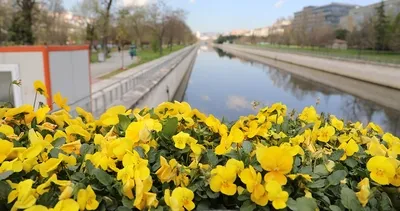 Kağıthane’de Lale Mevsimi başladı