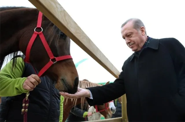 Erdoğan atları elleriyle besledi