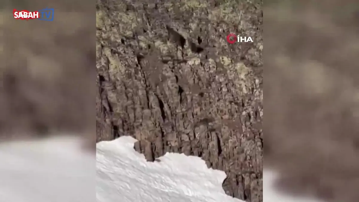 Malatya’da ayı ve yavrusu görüntülendi videosunu izle