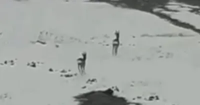 Karacalar’ın gezintisi görüntülendi